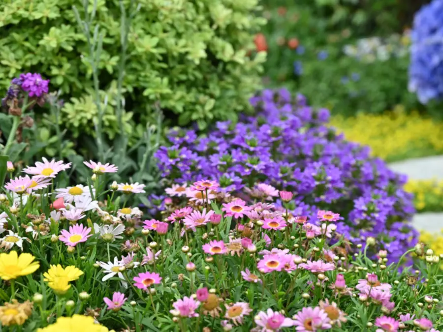 Bloeiende border met margrieten, waaierbloem en hortensia naast lichte bestrating, beplanting bij tuinaanleg in Amsterdam